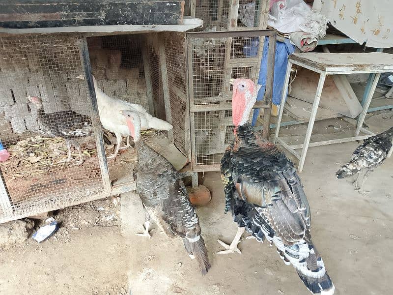 Turkey breeder pair for sale 0