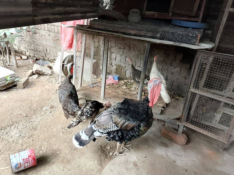 Turkey breeder pair for sale 3