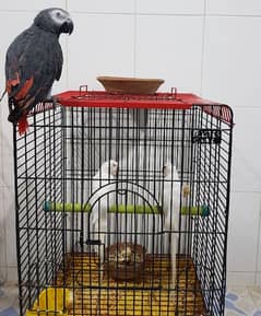 White Ringneck Parrots Breeder Pair 0