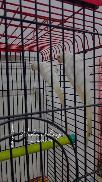 White Ringneck Parrots Breeder Pair 1