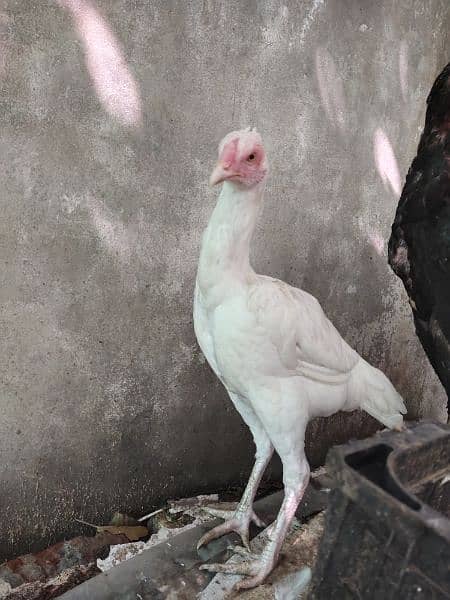 White paper heera / heera pair /pure aseel hen/ high Quality aseel 5