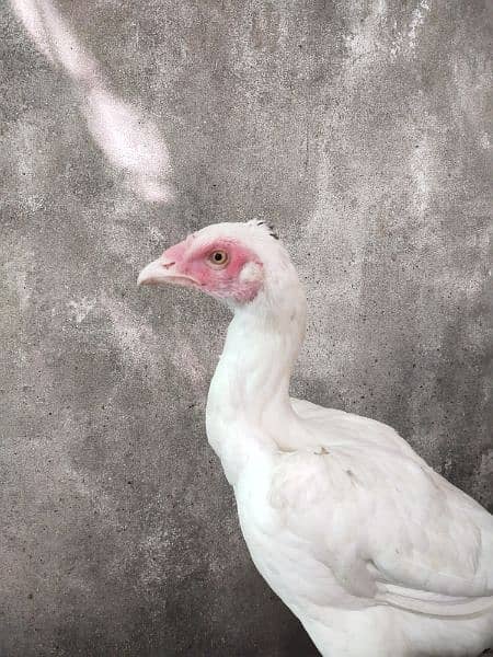 White paper heera / heera pair /pure aseel hen/ high Quality aseel 1