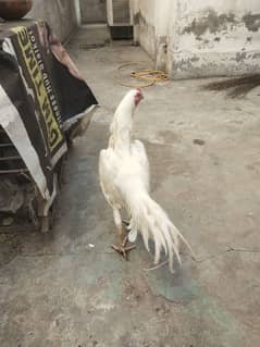 White paper heera / heera pair /pure aseel hen/ high Quality aseel