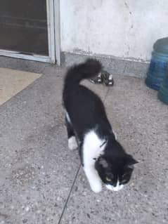 Oreo family cat its male 1year 4 months old