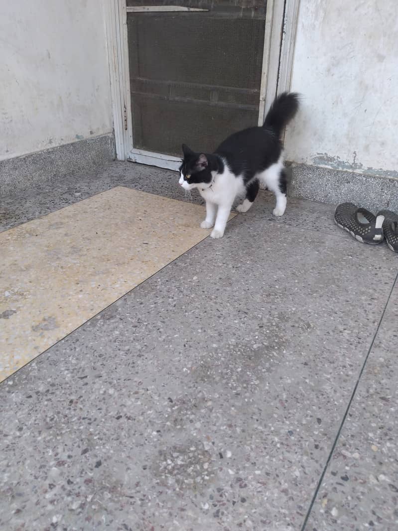 Oreo family cat its male 1year 4 months old 2