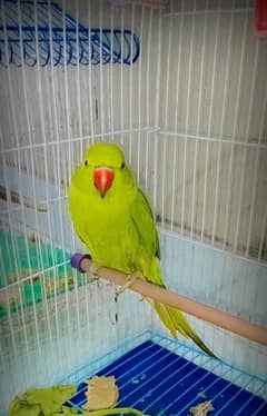 Green ring neck parrot for sale