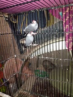 grey pied jawa adult pair available