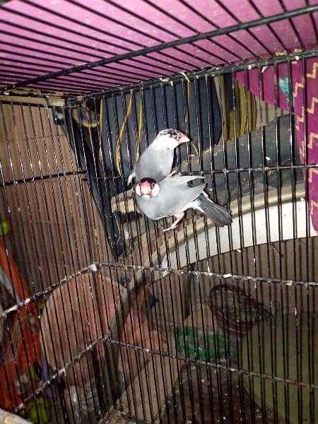 grey pied jawa adult pair available 1