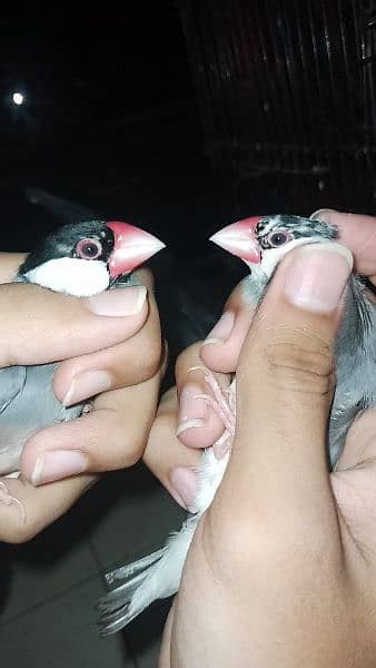 grey pied jawa adult pair available 2