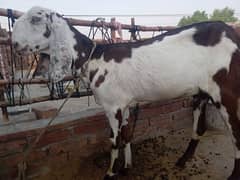 abluk beetle goat for sale