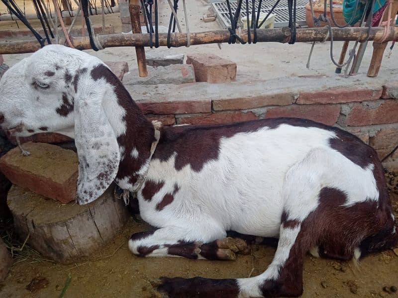 abluk beetle goat for sale 3