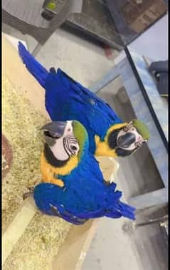 Blue macaw chicks Healthy active call number