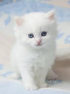 Persian female kitten