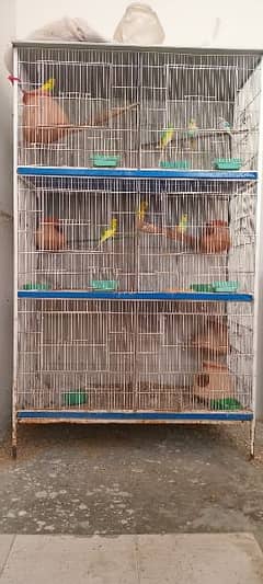 Pairs of Budgie For Sale with Complete Cage