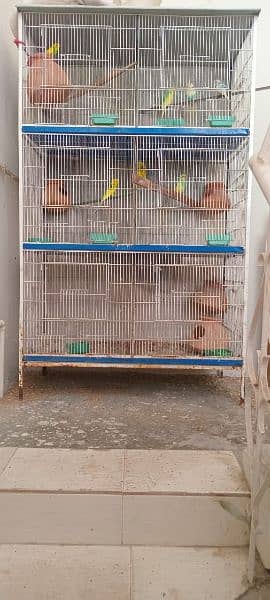 Pairs of Budgie For Sale with Complete Cage 1