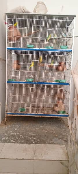 Pairs of Budgie For Sale with Complete Cage 2