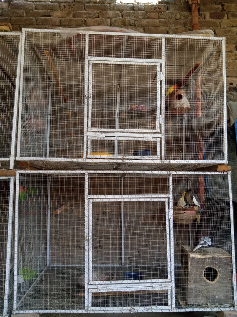 Lovebirds , Cockatiel , Exhibitions Breeder Pairs And Cages 17