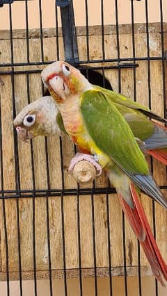 Breeder & Ready 2 Breed Pineapple Conure Parrot Pair/split lutino male