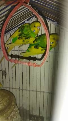 parot