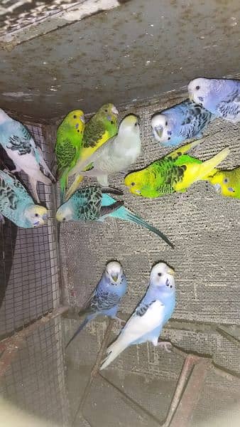 parot 3