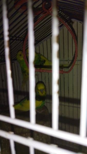 parot 4