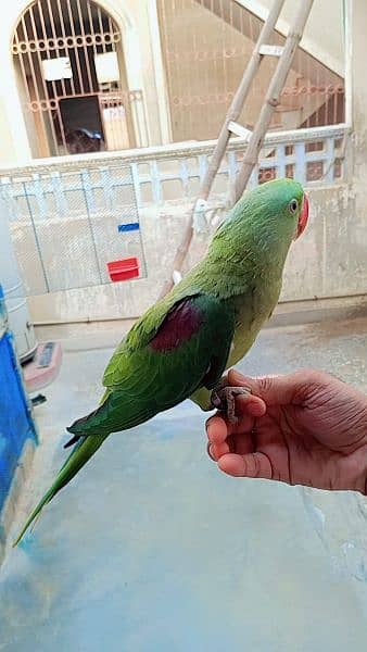 kashmiri parrot 2