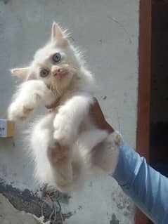 white percian kittens r available