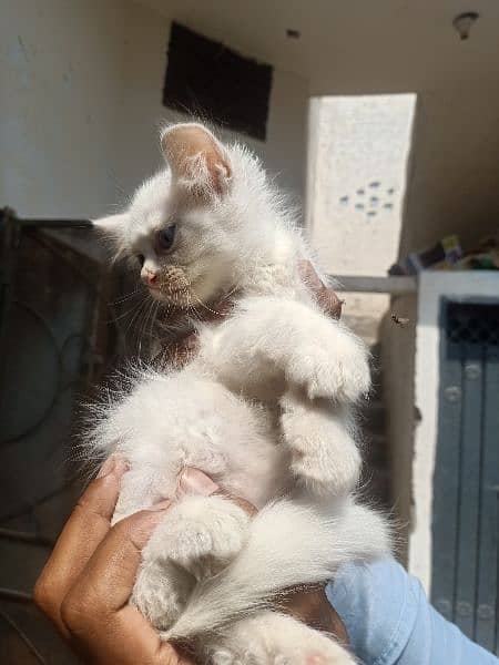 white percian kittens r available 1