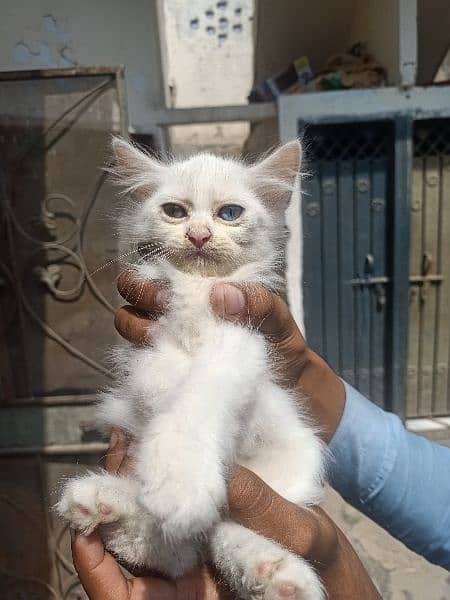 white percian kittens r available 3