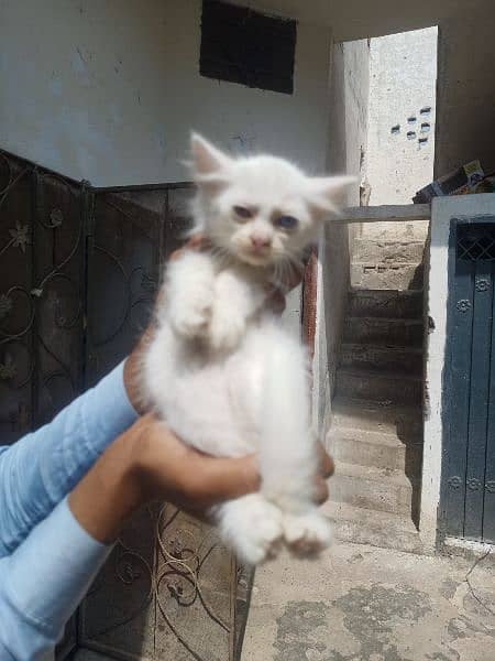 white percian kittens r available 4