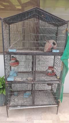 birds cage