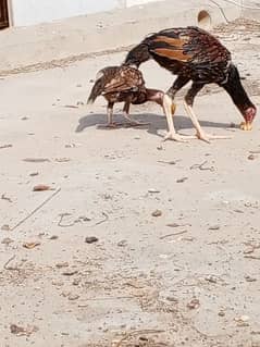 mianwali aseel pair