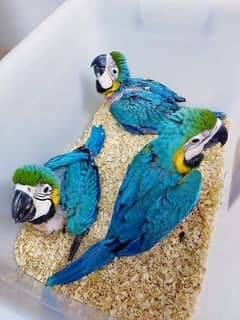 Blue macaw chicks Healthy active call number 03322732050