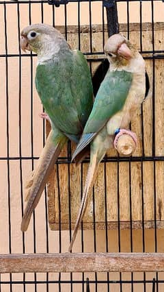 Blue cinamon/Blue turquoise conure pair/Parrot/bird/Pet/