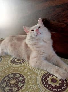 one persian male cats for sale fully trained and Friendly