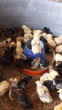 Rs (100) 14 days old golden misri chicks are available for sale