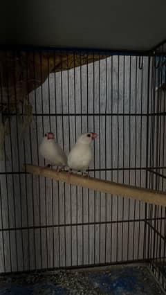 java breder pair for sale 0