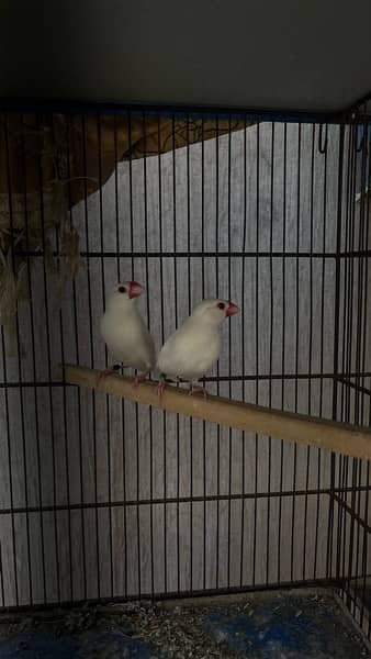 java breder pair for sale 1