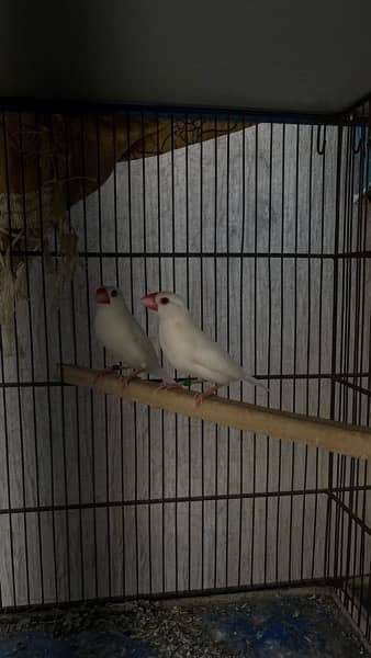 java breder pair for sale 2