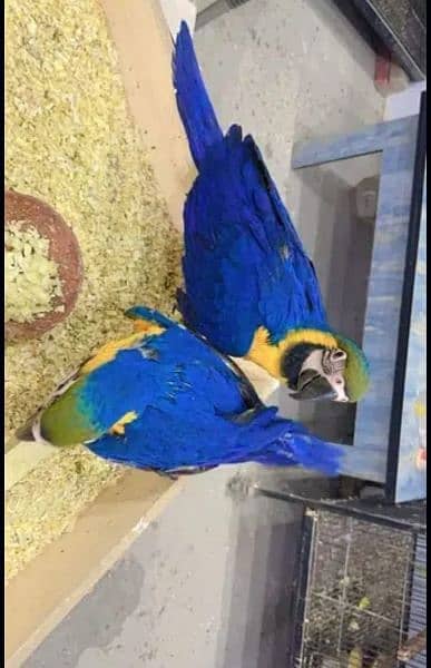 Blue macaw chicks Healthy active call number 03322732050 0