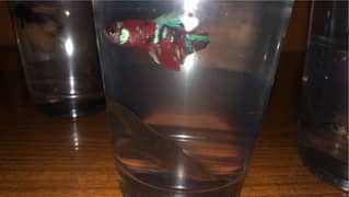 betta fish pair for sale