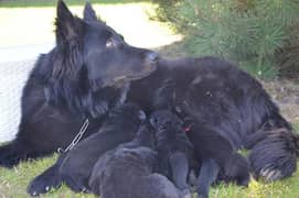 Black shepherd pup long coat