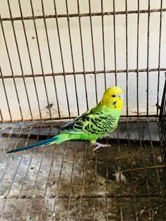 Australian parrot (WhatsApp 03"25"109"47"01)