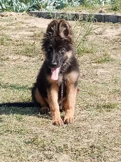 German Shepherd Long coat For sale 0