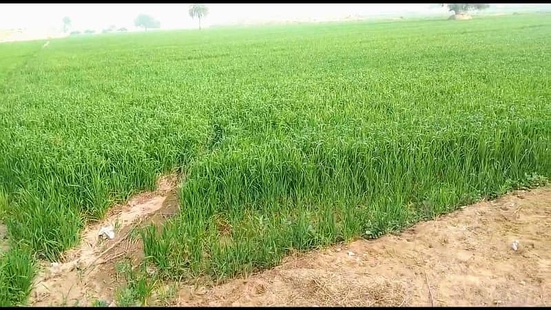 Agriculture Land For Sale In Bahawalpur 1