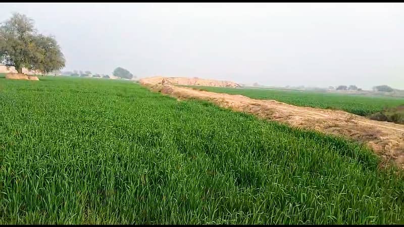 Agriculture Land For Sale In Bahawalpur 3