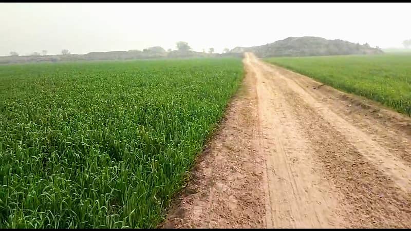 Agriculture Land For Sale In Bahawalpur 5