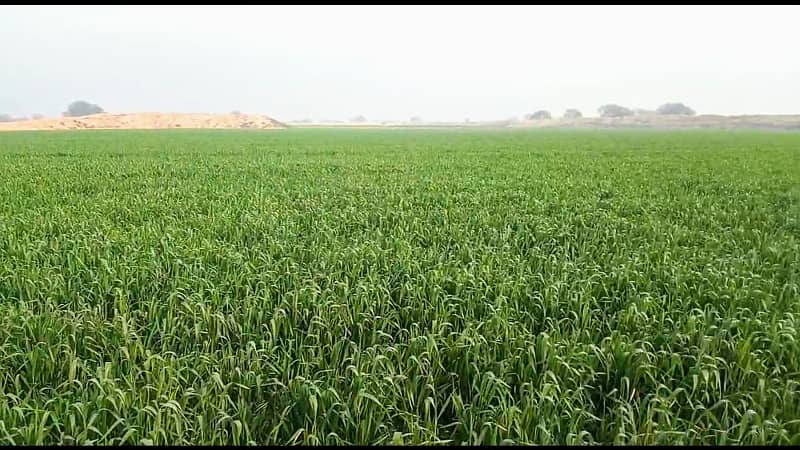 Agriculture Land For Sale In Bahawalpur 6