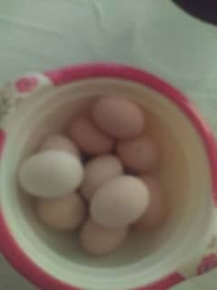 100 percent pure Desi Hens Eggs available for sale