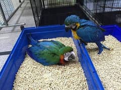 blue Macau parrot for sale 4 month AJ 03203653808